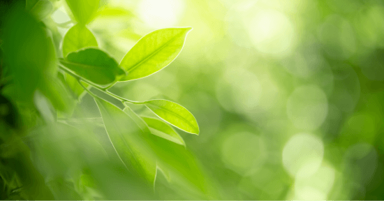 Dasty Glass & Multisurfaces Pink Spray 700Ml It